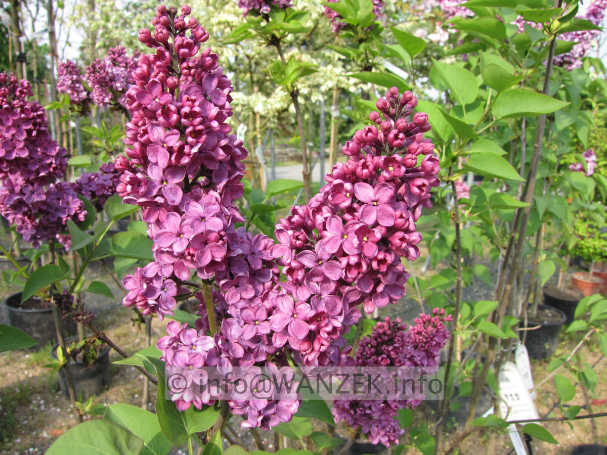 Syringa vulgaris Andenken An Ludwig Spaeth 03.JPG